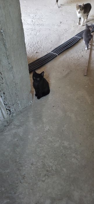 Pisici pentru adoptie