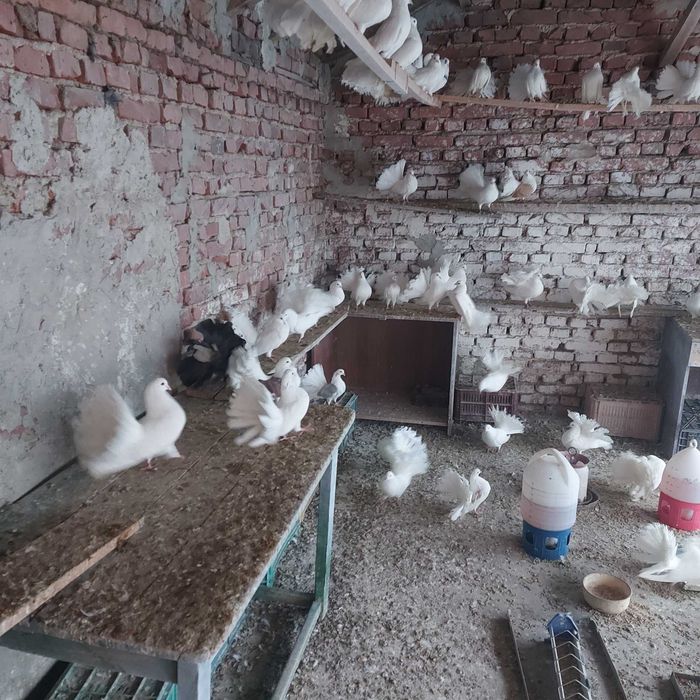 продавам гълъби финерлии - бели и пъстри