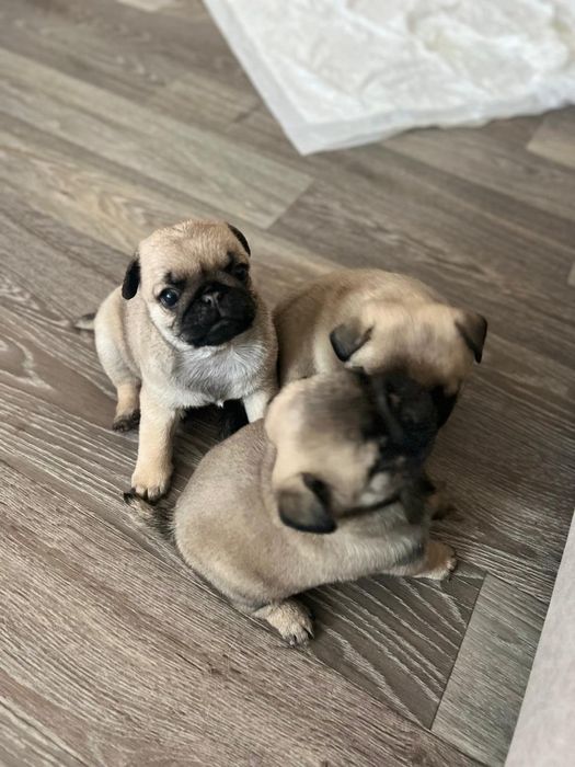 Продам мопсов бежевые