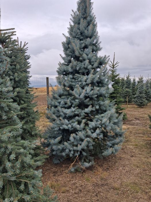 Vând brazi argiti brazi verzi