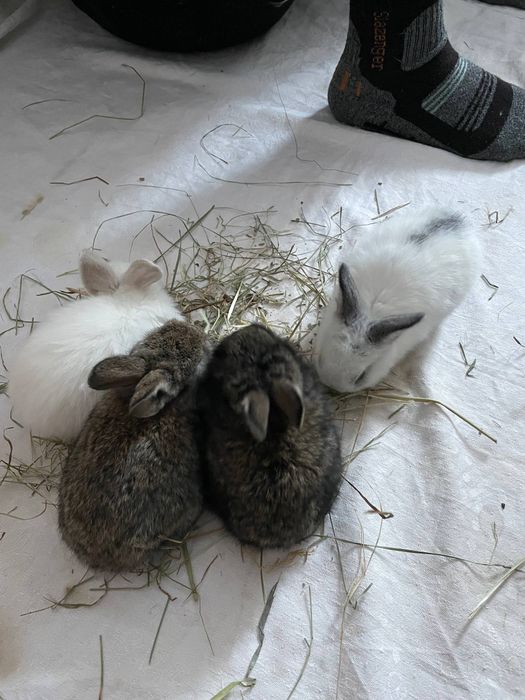 Крольчата домашние