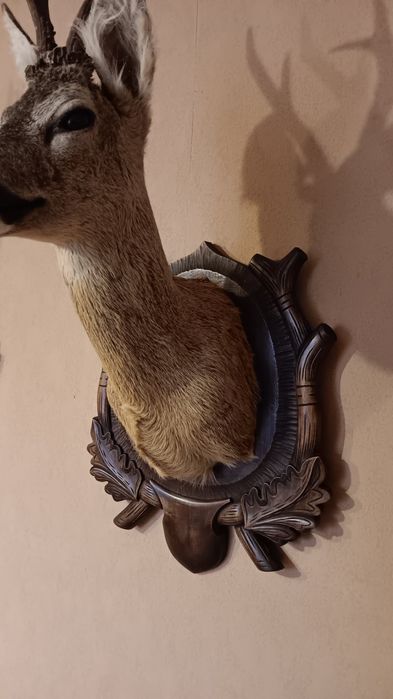 Препарирани сръндак 2бр.