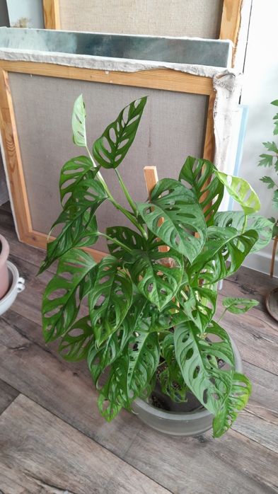 Монстера Адансона