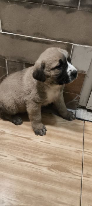 Кане  Корсо / Сао Алабай