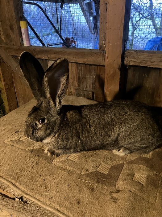 Vind 2 masculi urias german din luna aprilie