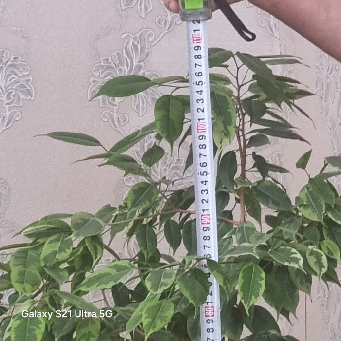 Фикус Бенджамина