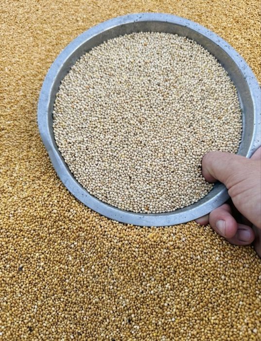 Mei seminte papagali porumbei recolta 2026