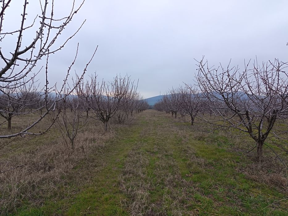 Продава се Земеделски имот в с. Синитово, Област Пазарджик -  кв.м за 1166 €/дка - Снимка #12