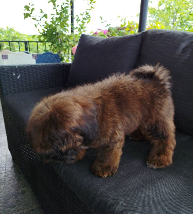 Shih poo/Mini poodle
