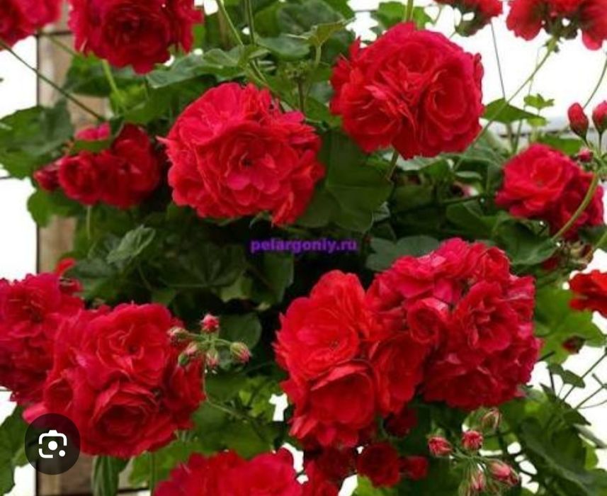 Комнатные растения