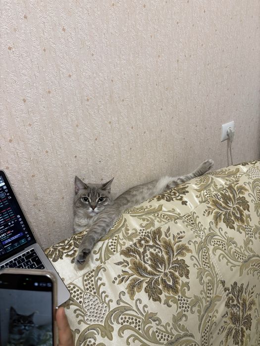 Кошки для продажу