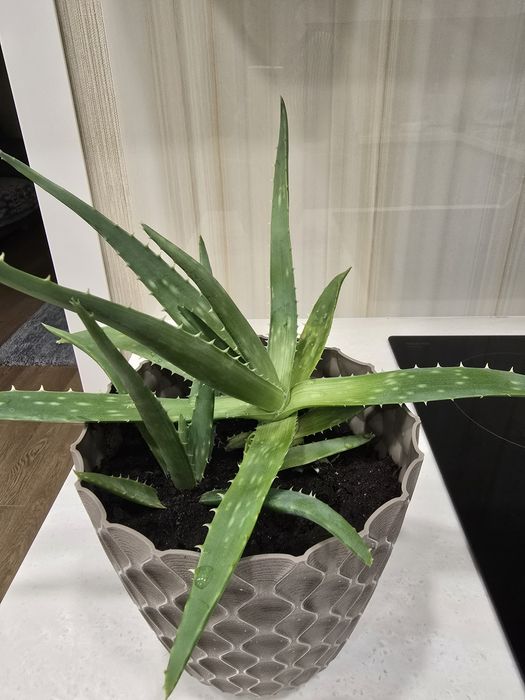 Продам алоэ вера