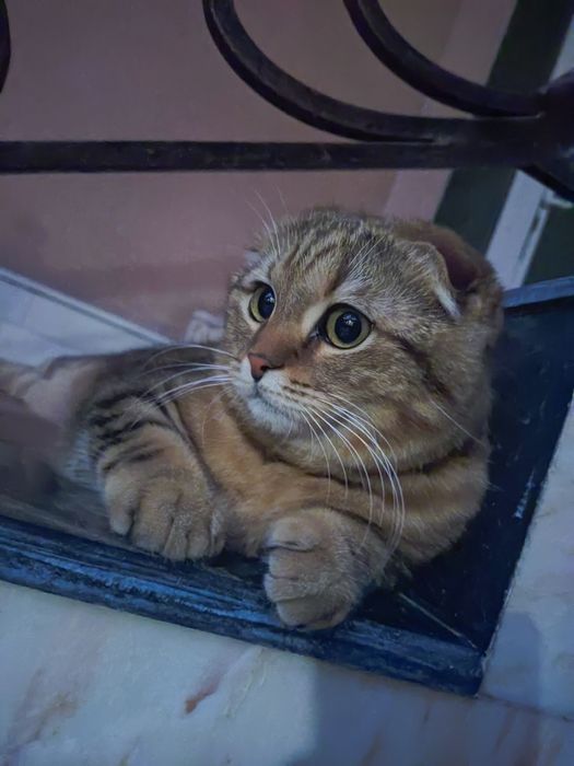 CРОЧНО Вязка Кота скотиш фолд, Mushuk juflashtirish