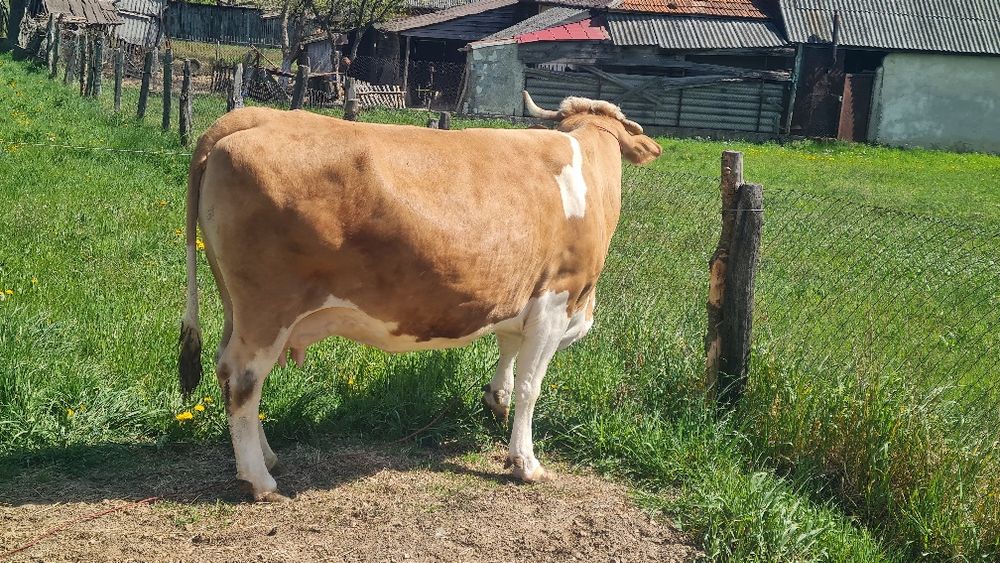 Vaca de vanzare.