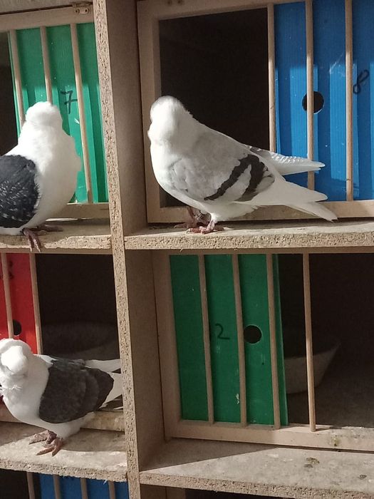 Porumbei pescarusi germani de calitate 200 roni perechea