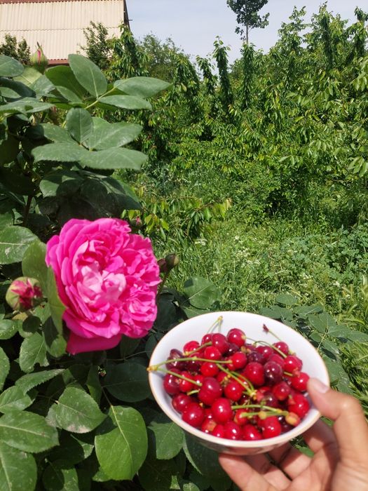 Участок сотилади 2 та тайор хонаси бор