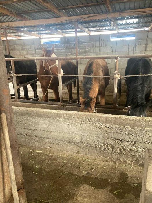 Тайчики на согым