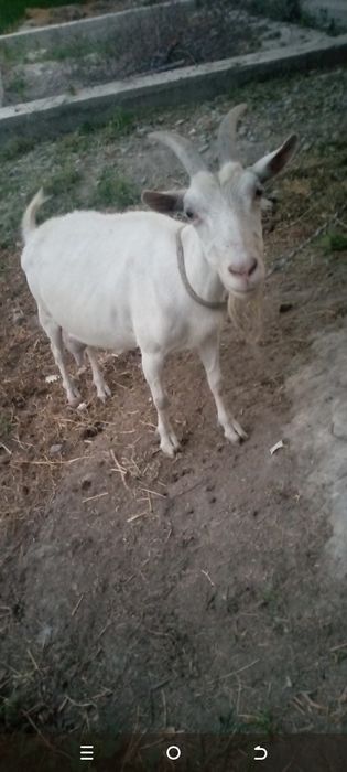 Zotdor ona echki bolalari b'n sotiladi