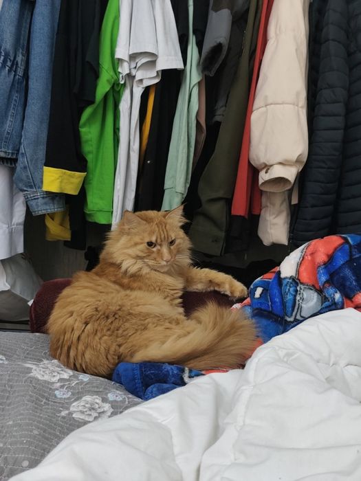 Отдам кота срочно