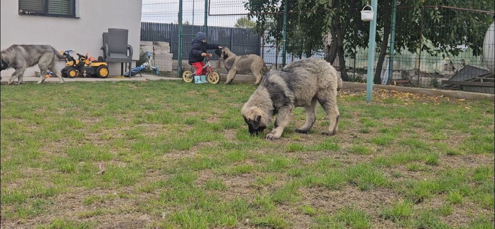 Ciobanesc Caucazian Mascul