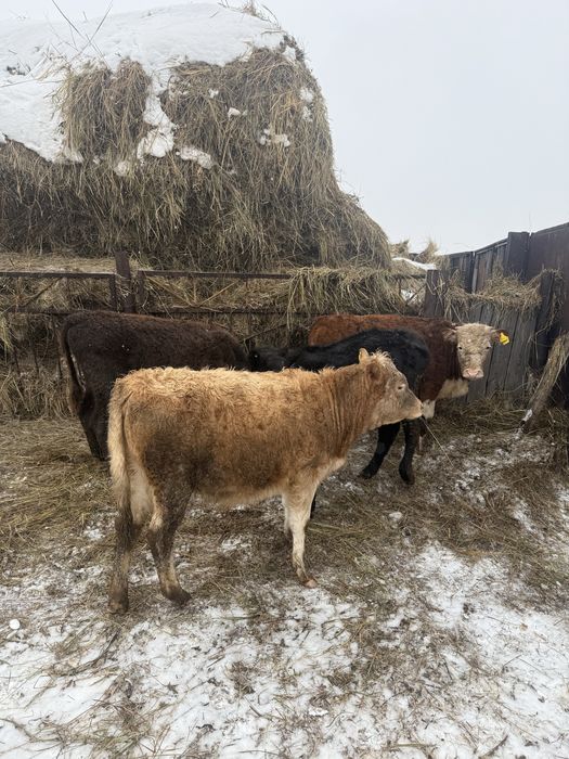 Продам телки 10 месяцев