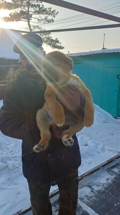 Продам щенков ,,Алабай,,,