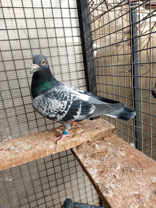 Disponibili pentru cei interesați