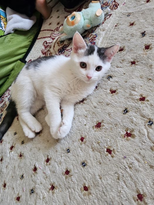 Отдам Котенок девочка