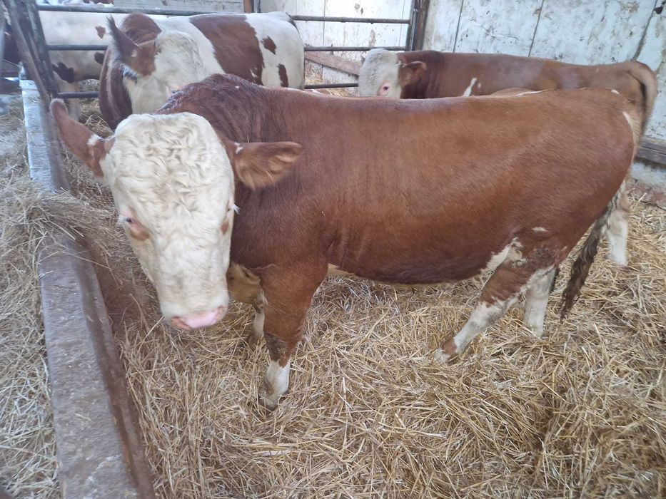 Taur cu certificat origine, fãrã certificat de origine