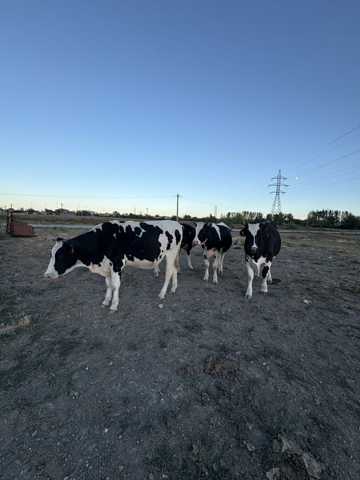 Juninci holstein cu pedigree