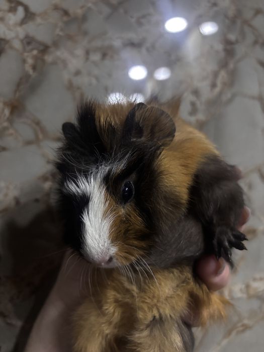 Porcusori de guineea