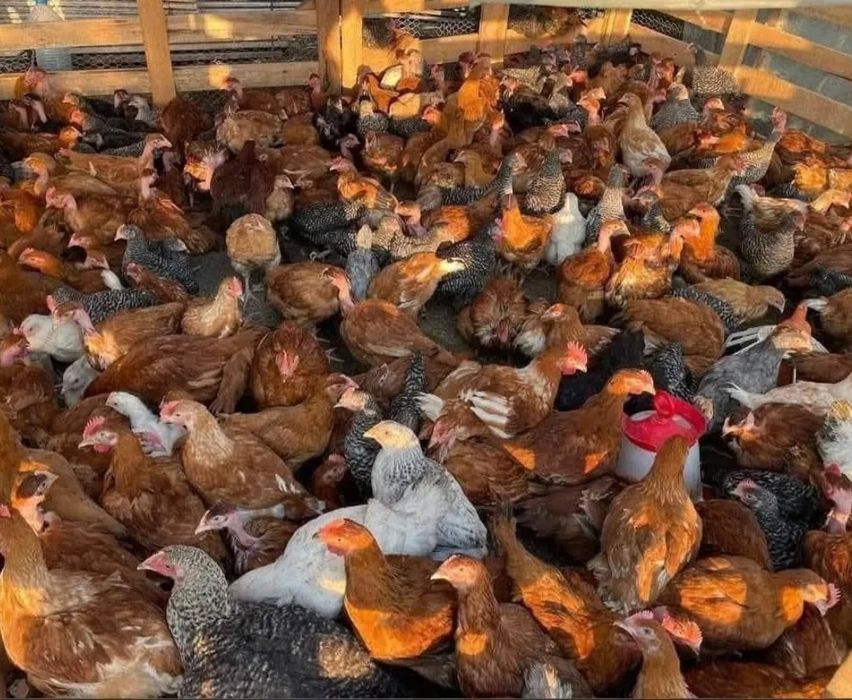 Pui rasă mixtă  800-900g