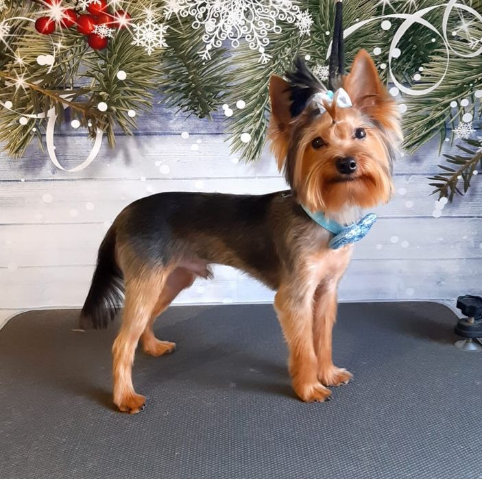 Ищим подружку для вязки