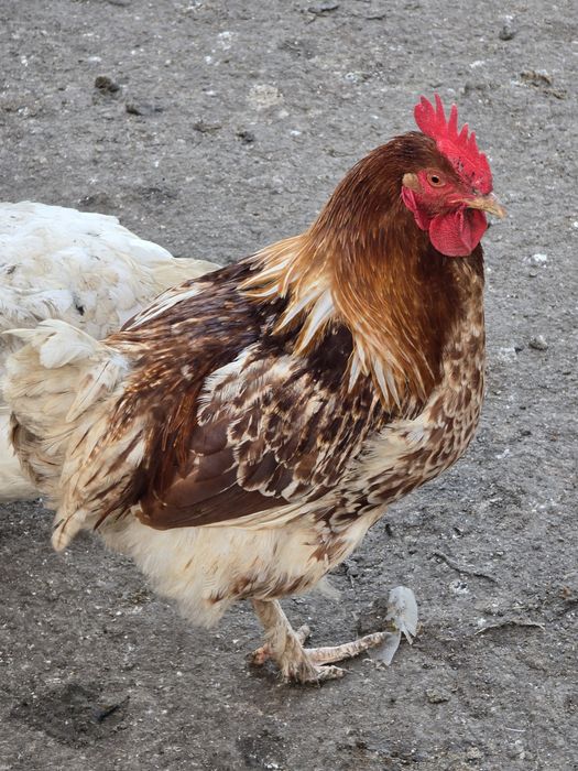 Cocosi de curte..crescuti cu porumb si grau. Bio