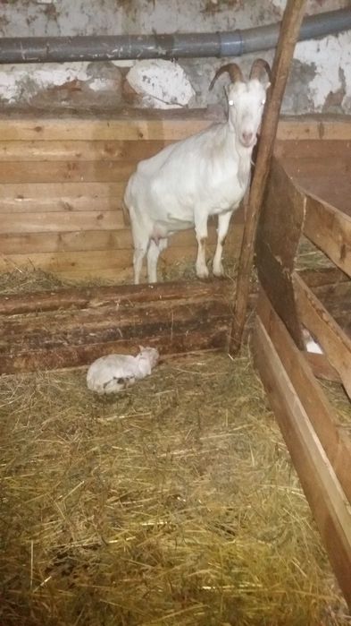 Capre Boer si Saanen Oiejdea • OLX.ro