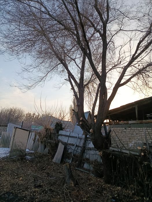 Отдам дрова бесплатно