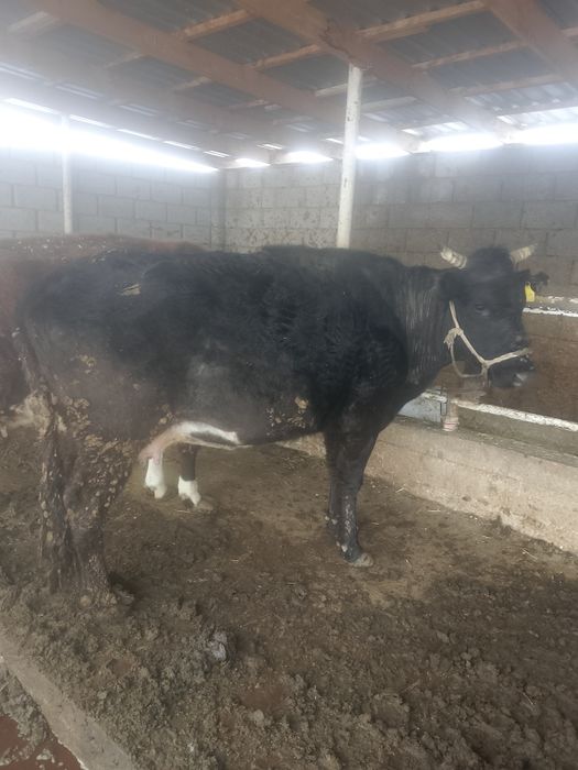 Бордақы сиырлар сатылады