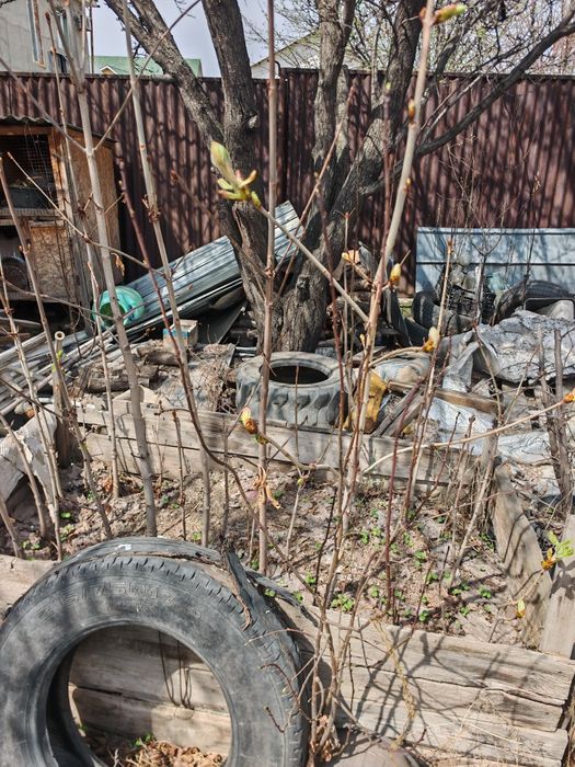 Каштаны( саженцы)