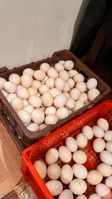 Куры с доставкой до дома