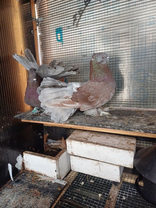 Vand porumbei voltati indieni