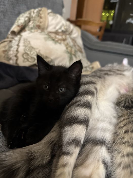 Отдам котят в хорошие руки