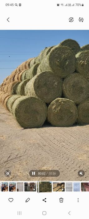 Продам люцерно, сено