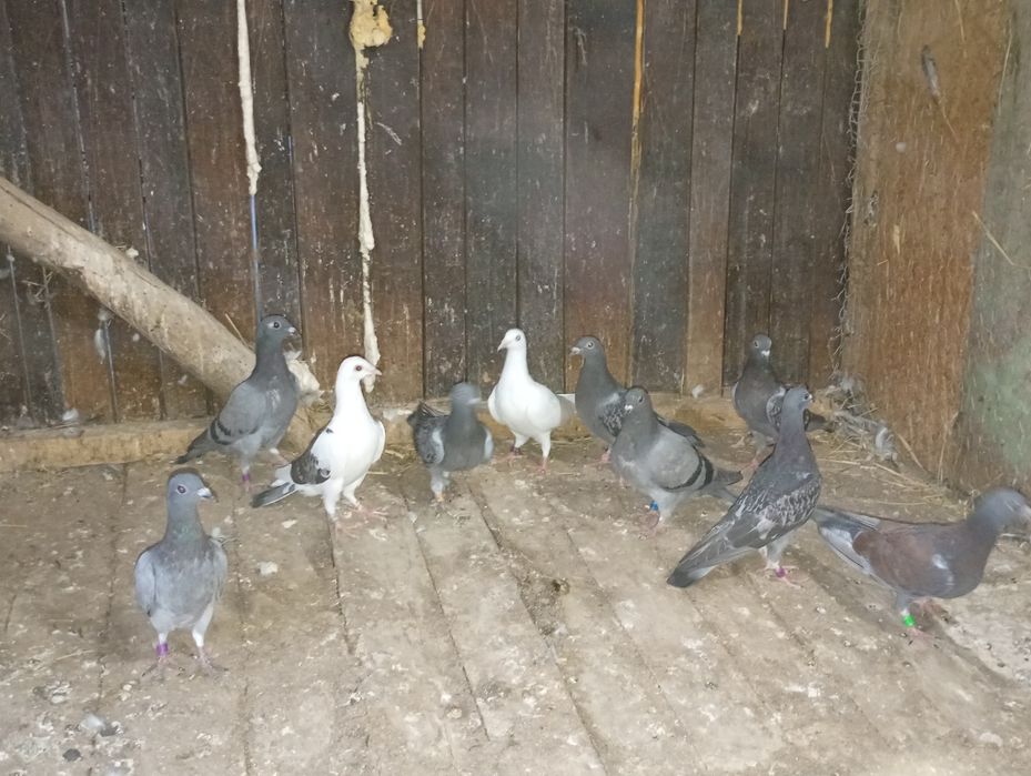 Schimb sau vând porumbei voiajori