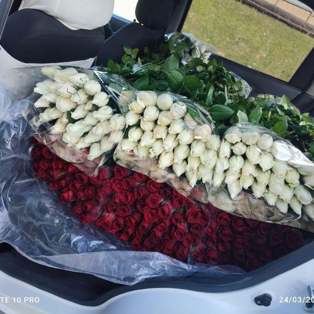 Сифатлик Атиргул кучатлари сотилади