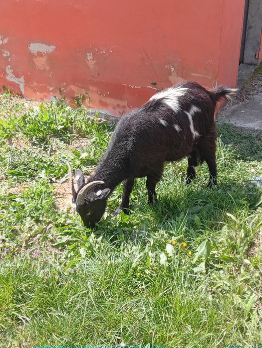 Vând o ieduța a fata