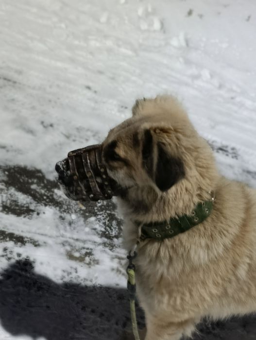 Выгул собак! . !