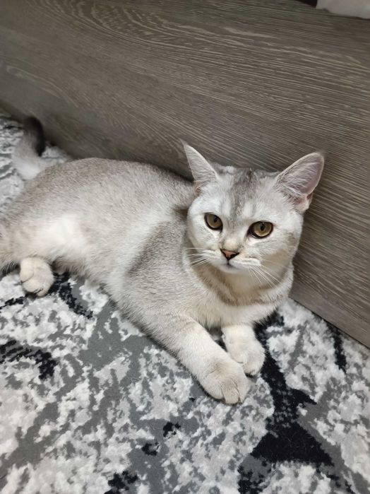 Необычно умная кошка — Серебристая шиншилла