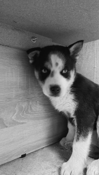 Adoptie catelusa husky