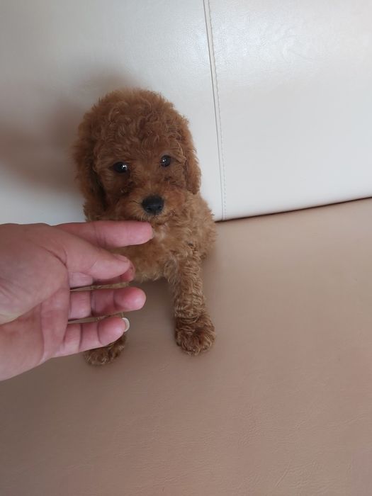 Той пудел бебета