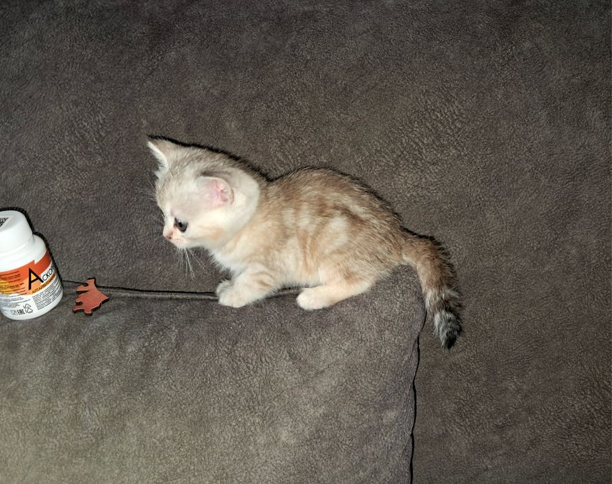 Котёнок. Страйт. Девочка